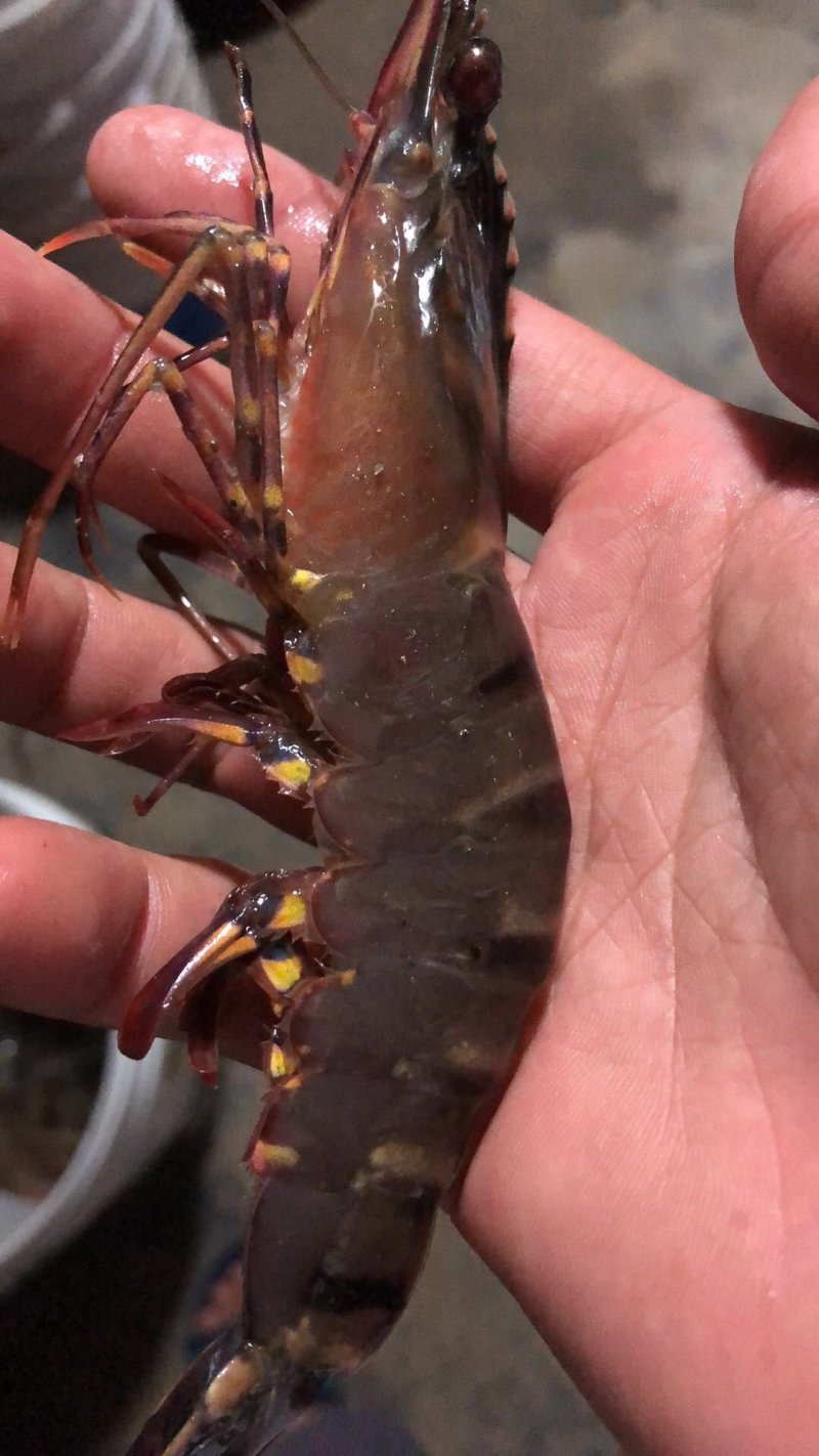 青虾.草虾苗，罗氏沼虾苗，河虾苗支持全国各地发货