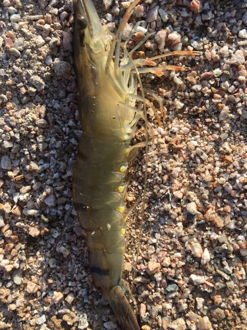 青虾.草虾苗，罗氏沼虾苗，河虾苗支持全国各地发货