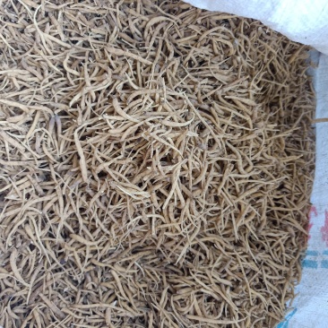 太子参