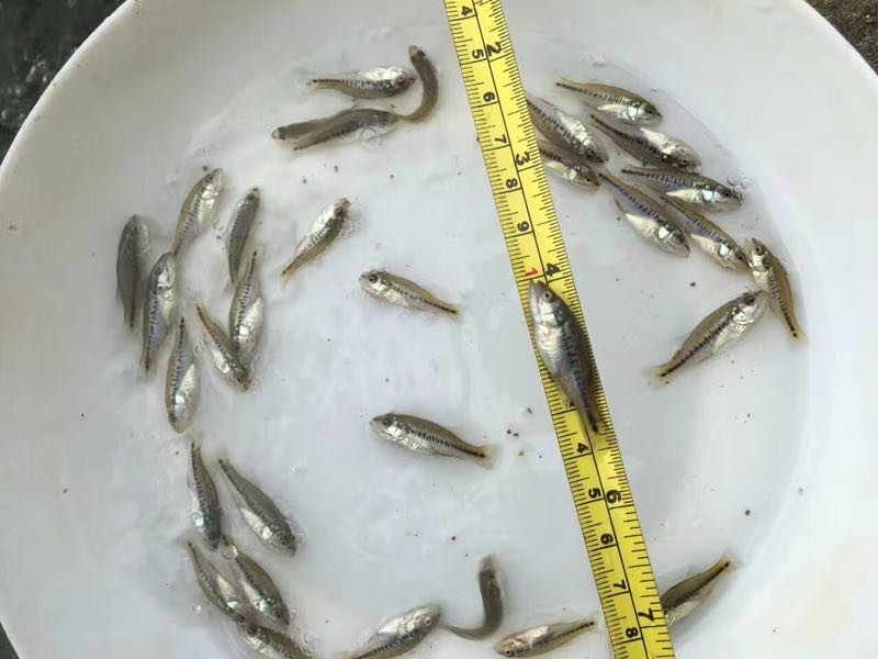加洲鲈鱼苗，鲈鱼苗，欢迎咨询联系釆购，……