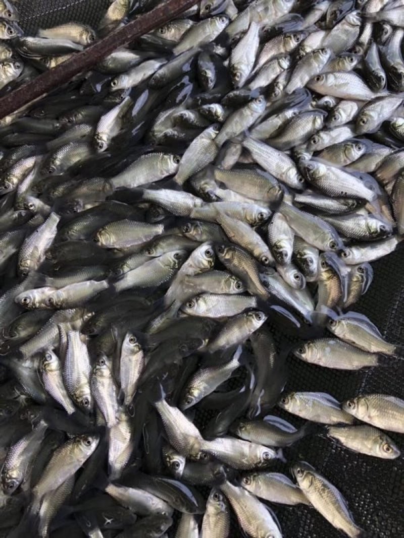 加洲鲈鱼苗，鲈鱼苗，欢迎咨询联系釆购，……