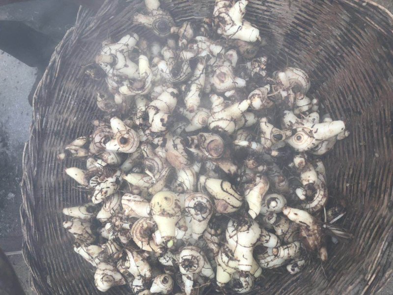 陕西汉中留坝紫花三叉大量现货，欢迎采购