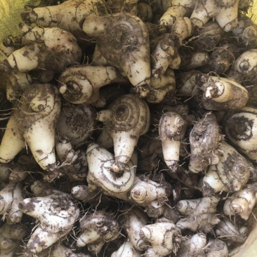 陕西汉中留坝紫花三叉大量现货，欢迎采购