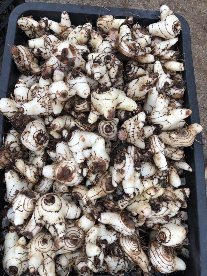 陕西汉中留坝紫花三叉大量现货，欢迎采购