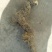 汉中留坝干猪苓高品质！鲜猪苓9/斤
