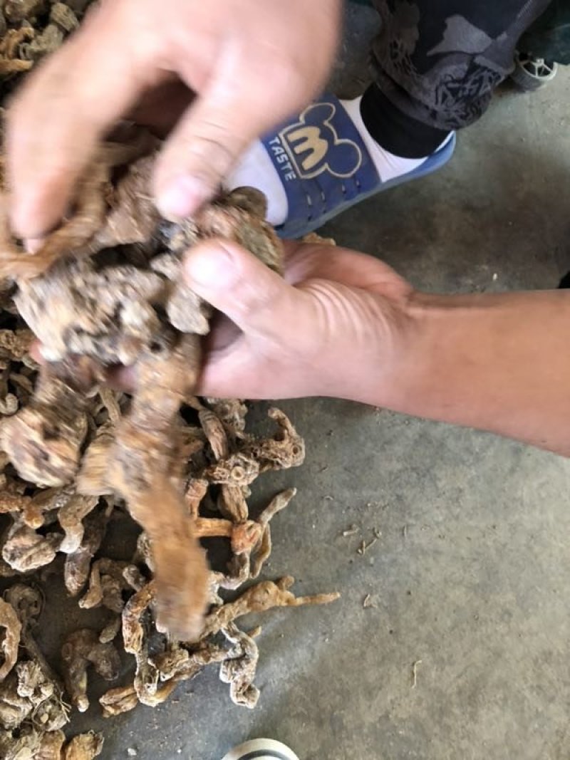 汉中黄精现货