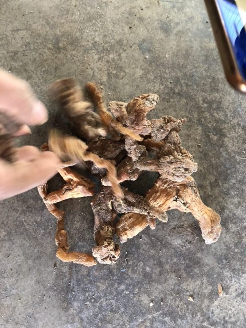 汉中黄精现货