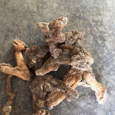 汉中黄精现货