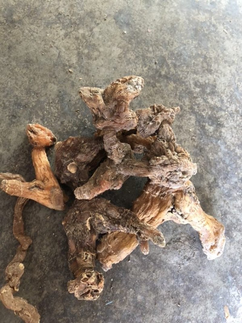 汉中黄精现货