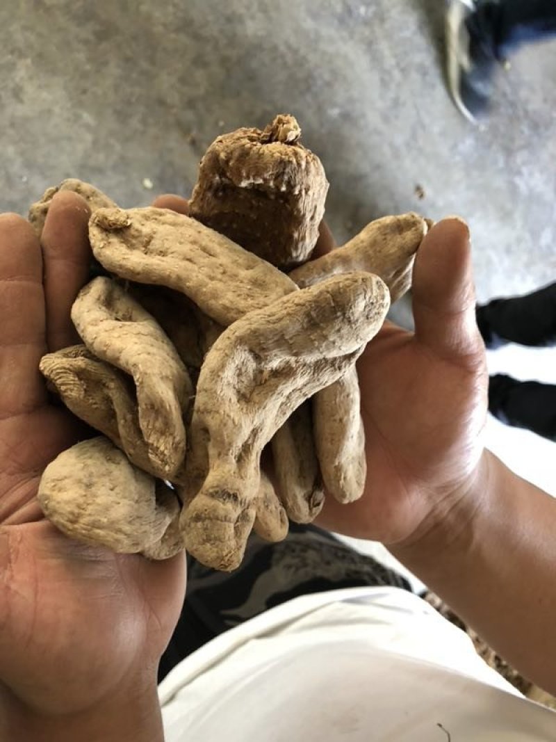 大量天麻干货