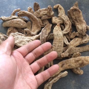 大量天麻干货