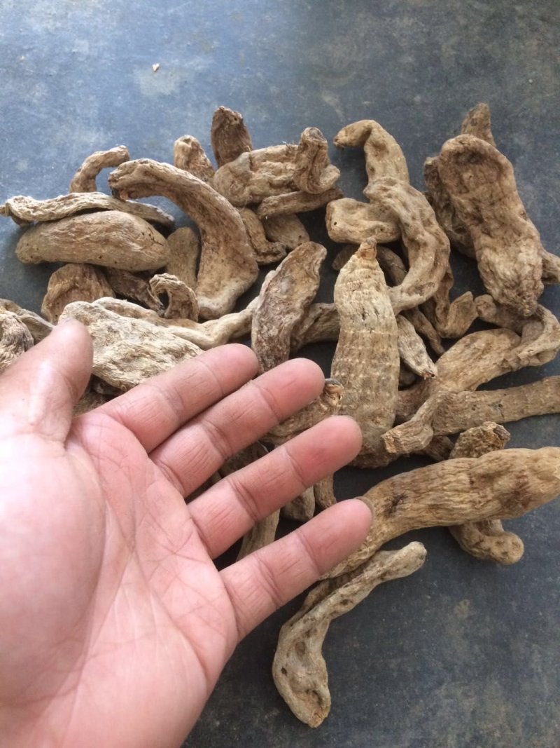 大量天麻干货