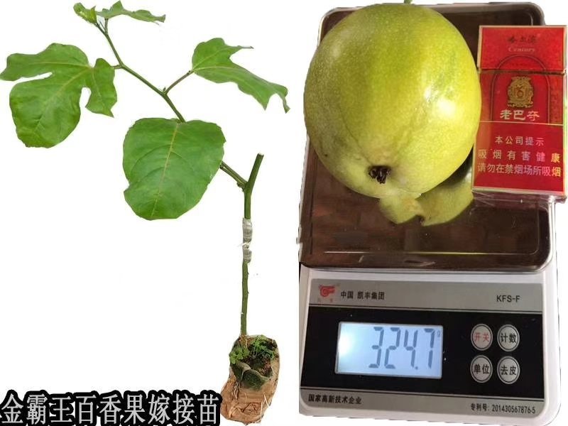 百香果苗。篮冠百香果