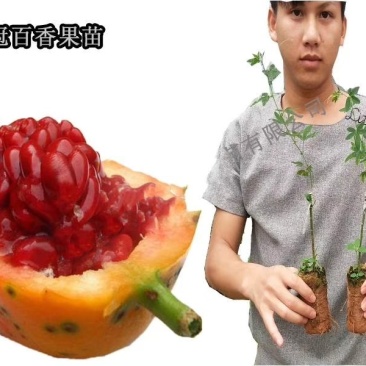 百香果苗。篮冠百香果