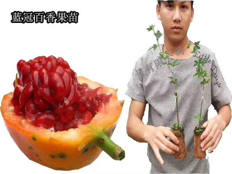 百香果苗。篮冠百香果