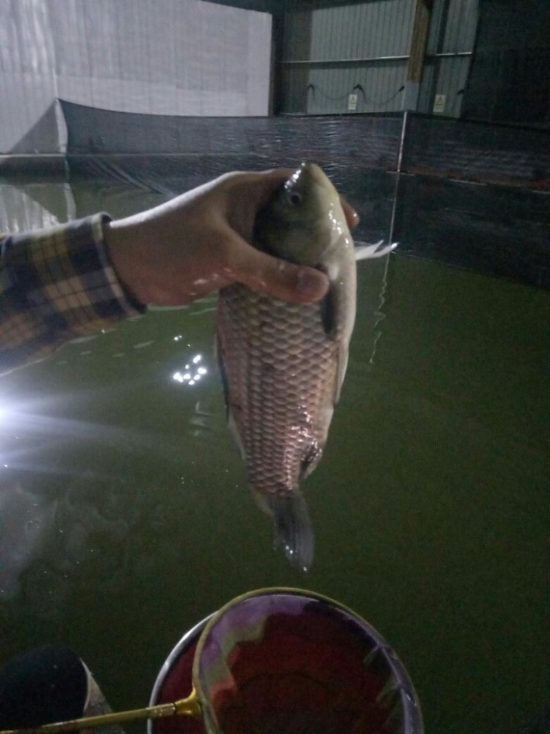 本钓场每周有6000到10000斤鲫鱼出售规格6/7/8