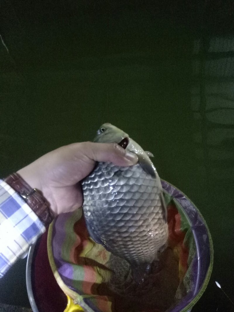 本钓场每周有6000到10000斤鲫鱼出售规格6/7/8