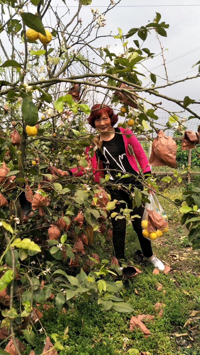 美国优力克柠檬（青柠檬，黄柠檬）