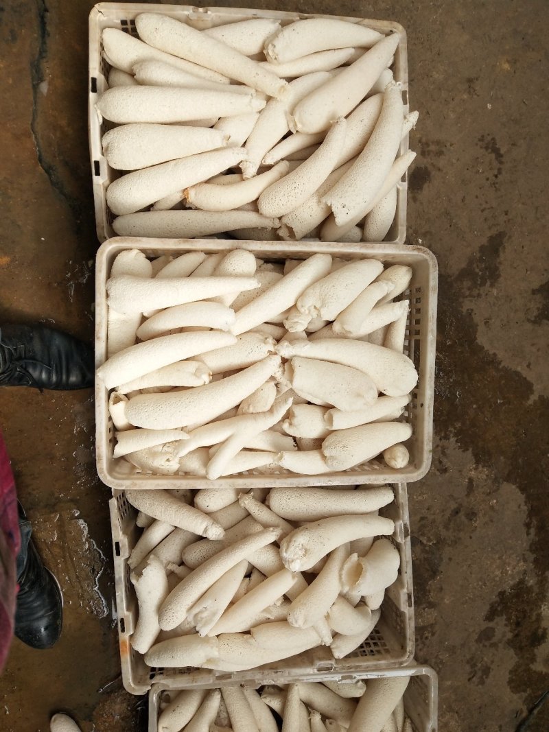 中药菌藻类