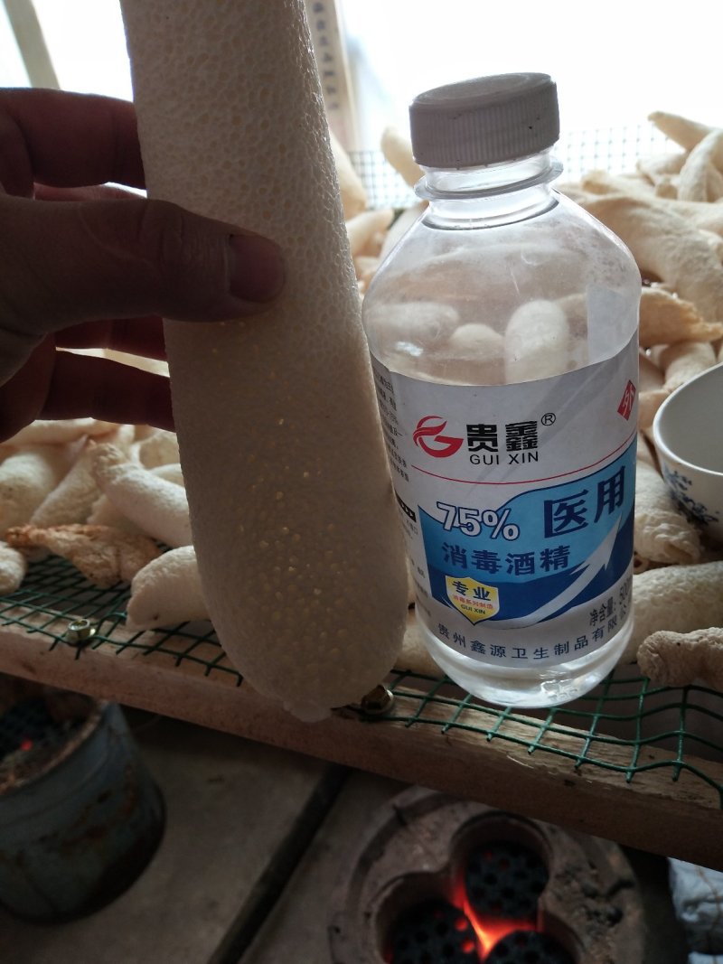 中药菌藻类