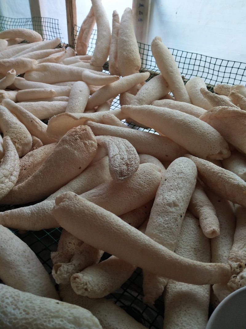 中药菌藻类