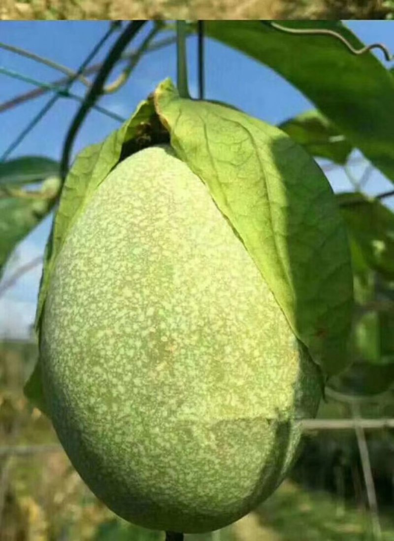百香果苗。篮冠百香果