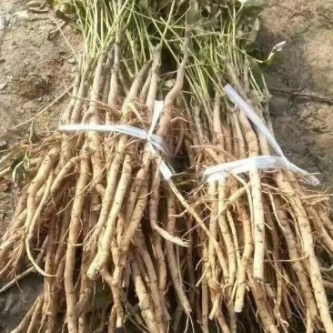 牡丹苗丹皮苗1-5年苗好管理好种植