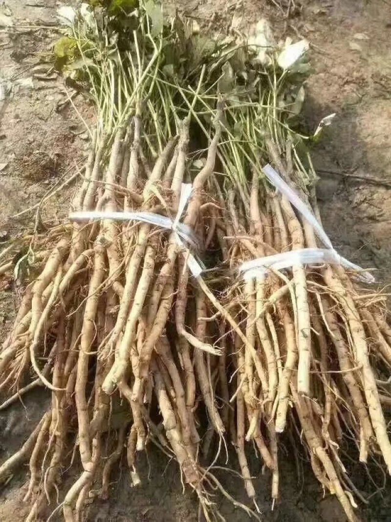 牡丹苗丹皮苗1-5年苗好管理好种植