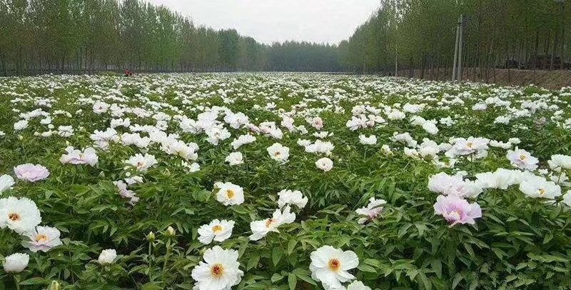 牡丹苗丹皮苗1-5年苗好管理好种植