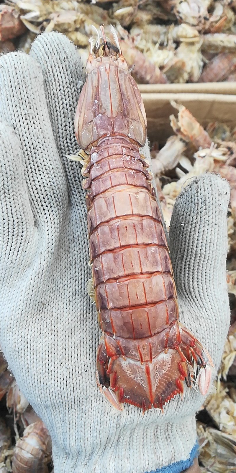 海米，皮皮虾，