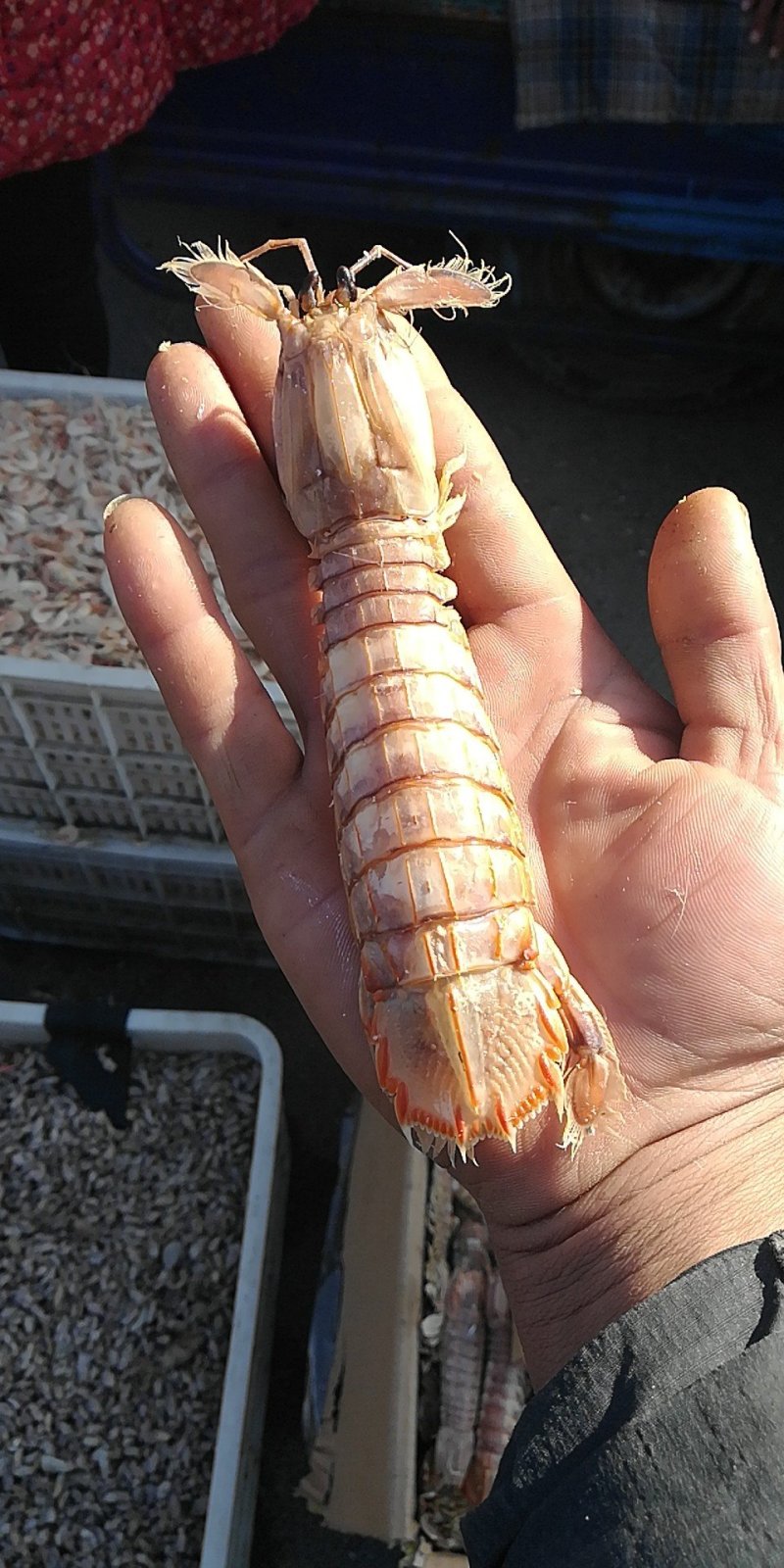 海米，皮皮虾，