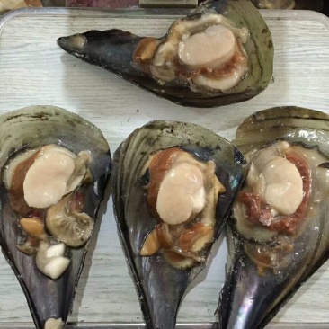 江瑶贝