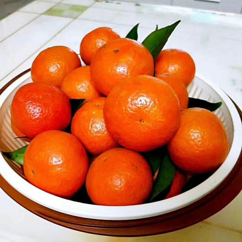 红橘苗东方红桔杯苗（大苗）