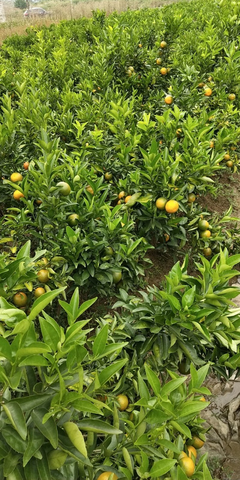 红橘苗东方红桔杯苗（大苗）