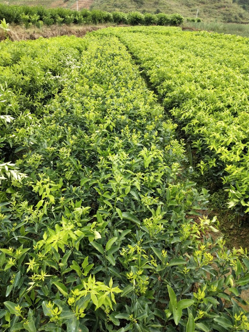 金葵早熟砂糖橘苗（杯苗）假一罚十提供技术