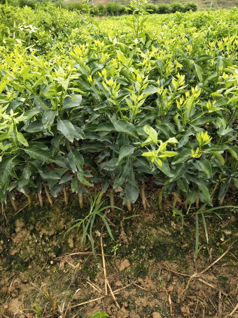 金葵早熟砂糖橘苗（杯苗）假一罚十提供技术