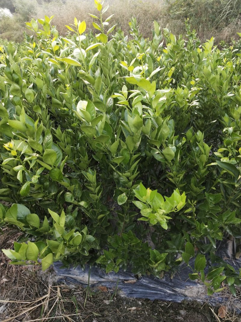皇帝柑新苗（贡柑苗）杯苗产地直销价格优惠