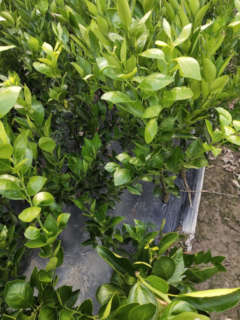 皇帝柑新苗（贡柑苗）杯苗产地直销价格优惠