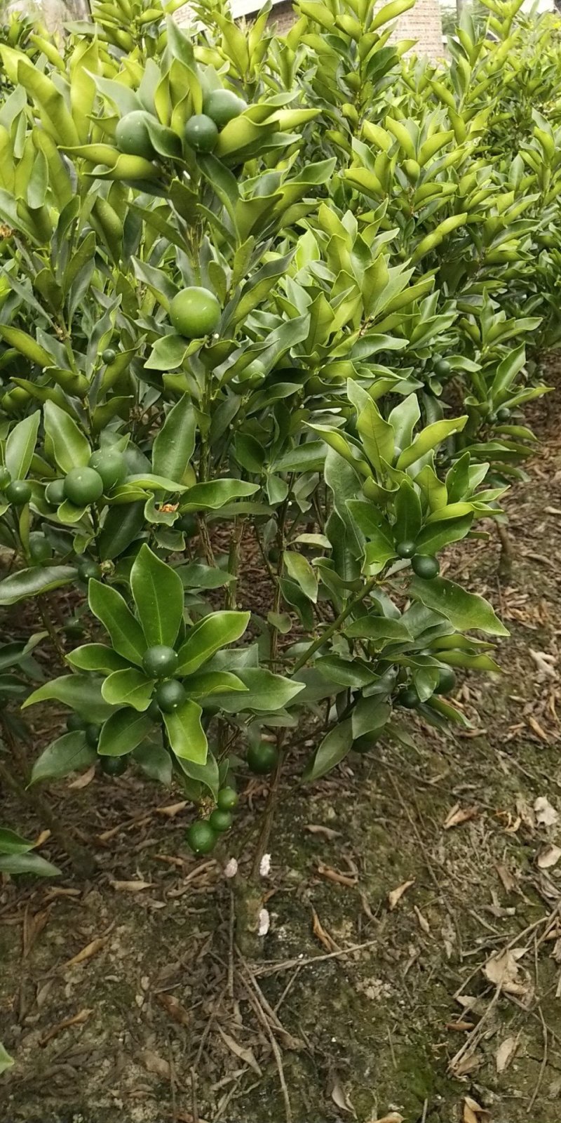 脆皮金桔地苗（甜度高）杯苗产地直销价格优惠