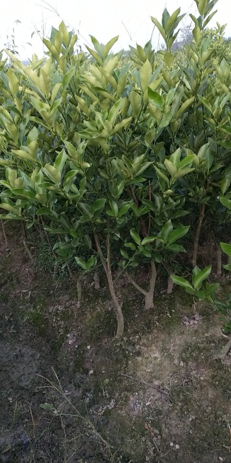 脆皮金桔地苗（甜度高）杯苗产地直销价格优惠