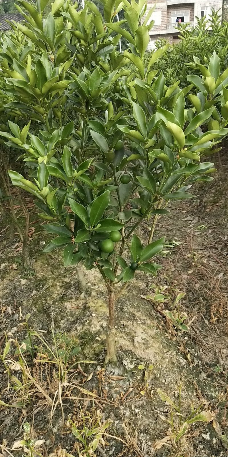 脆皮金桔地苗（甜度高）杯苗产地直销价格优惠