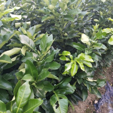 三红蜜柚苗（红心蜜柚苗）沙田柚苗（杯苗）