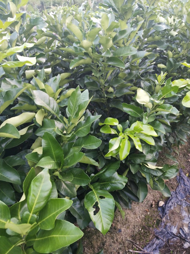三红蜜柚苗（红心蜜柚苗）沙田柚苗（杯苗）