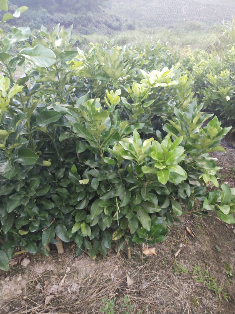 三红蜜柚苗（红心蜜柚苗）沙田柚苗（杯苗）