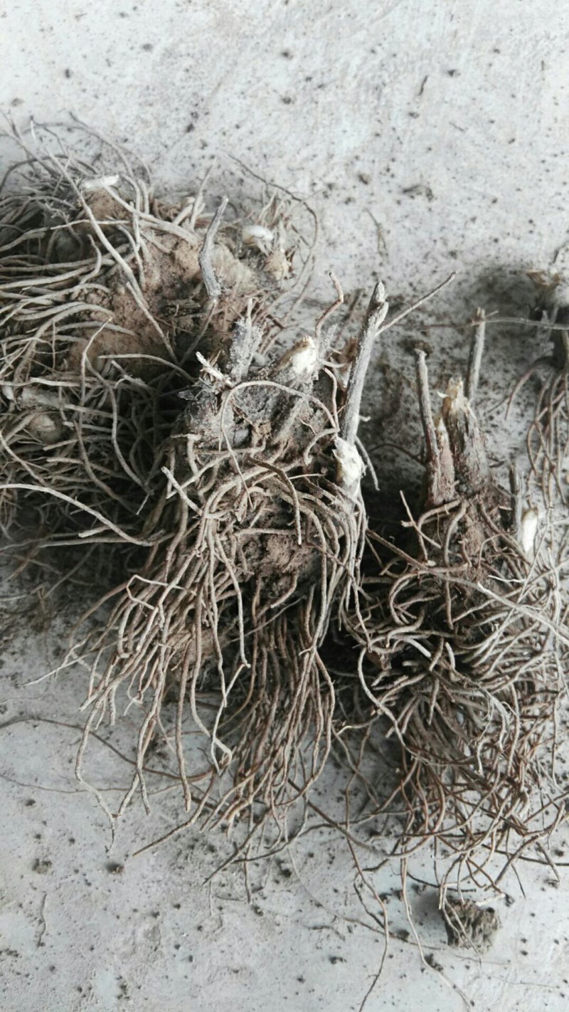 苍术2023新产苍术干货二十吨。