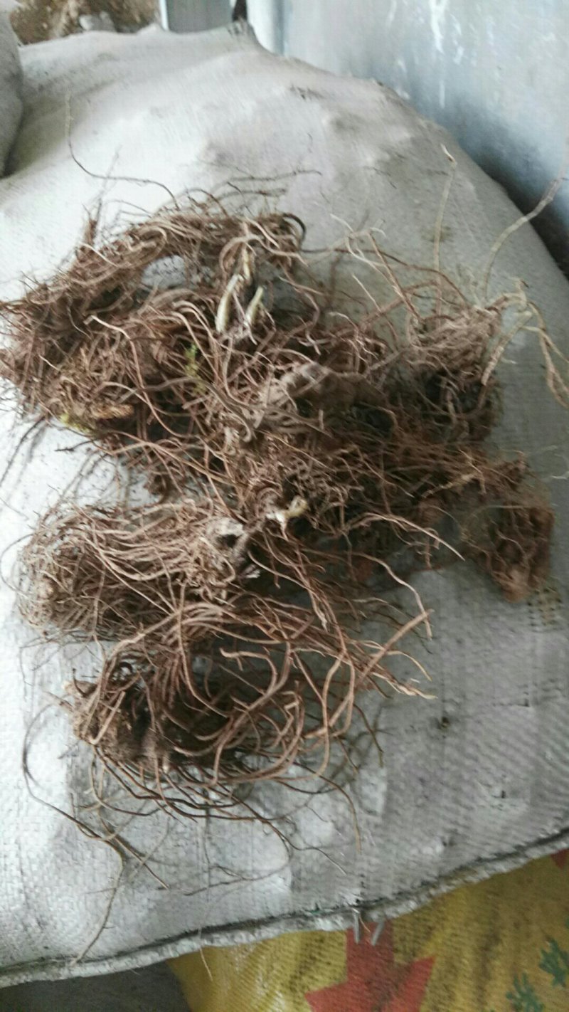 苍术2023新产苍术干货二十吨。