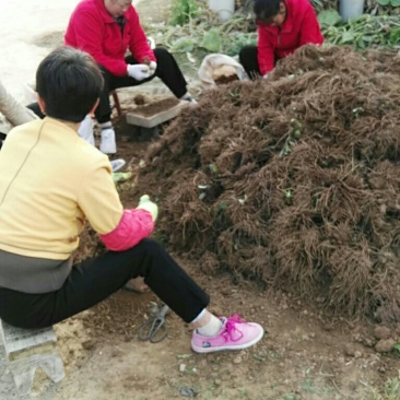 苍术2023新产苍术干货二十吨。