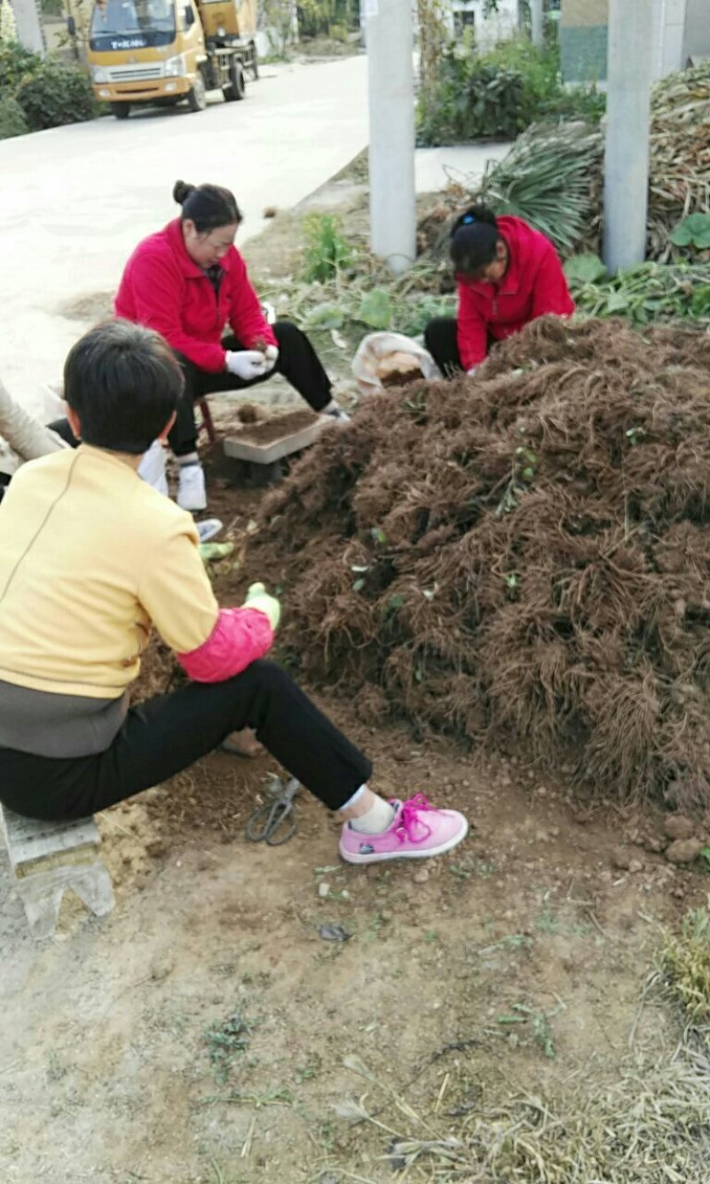苍术2023新产苍术干货二十吨。