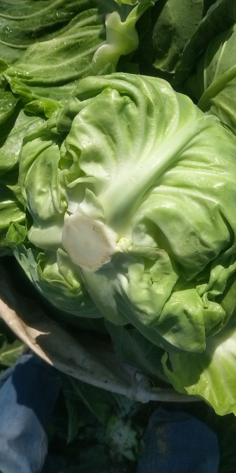 青州市精品甘蓝产地直供，大量供应，货源充足