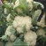 优质松花菜白面青梗松花菜上乘大量上市对接全国欢迎咨询